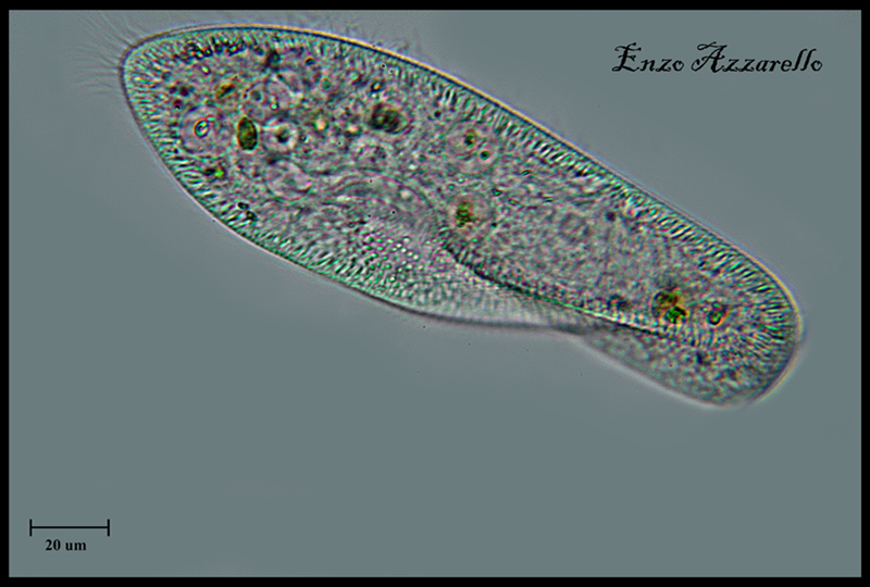 Paramecium